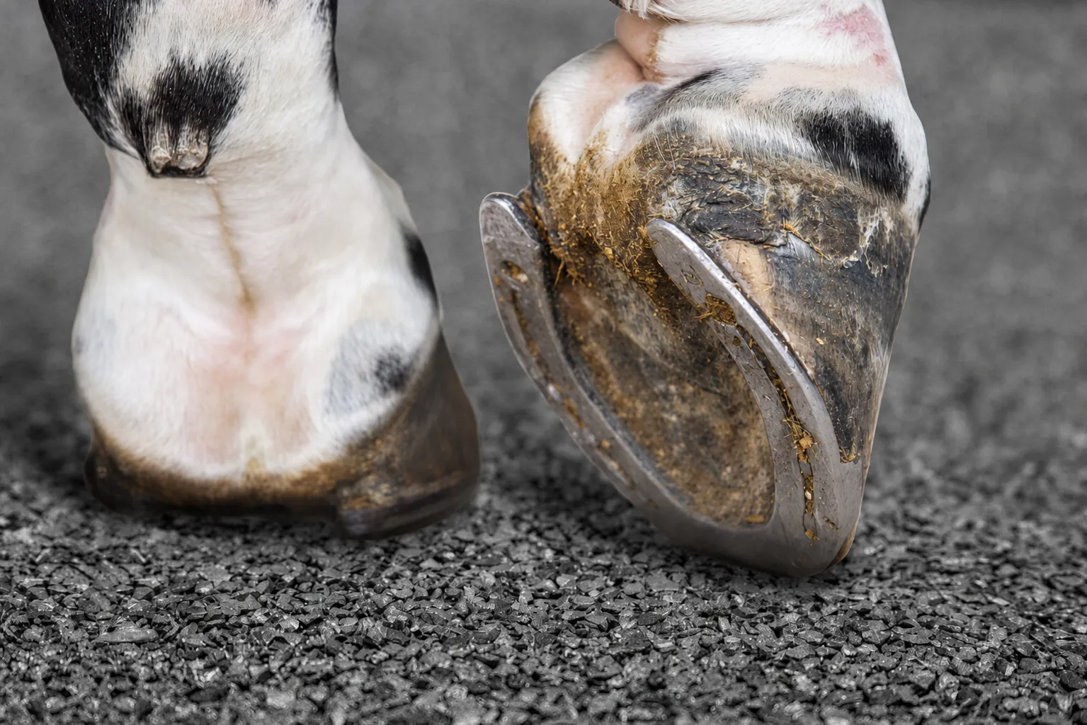 Horse hoof on rubber surfacing
